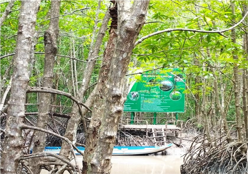 Rừng đước Cà Mau